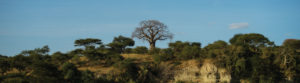 A lone tree in Kenya