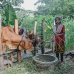 A girl in bangladesh feeding cows her sponsor gave her as a family gift