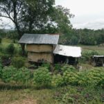 A small rural house in Philippines made of woven materials and a metal roof surrounded by lush foliage.